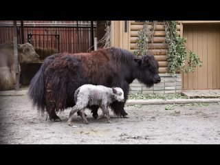 В Московском зоопарке произошло радостное событие — родился детёныш яка.   Малыш уже адаптируется в вольере рядом с... (видео)