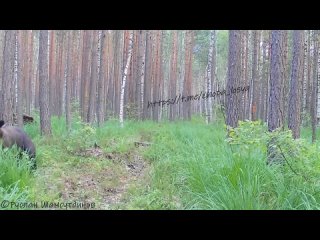 Очередной сотрудник Госмедведнадзора зашел проверить законность установки камер в заповеднике.  В этот раз претензий не... (видео)