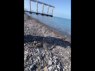 Ската на удочку можно поймать прямо на пляже в Сочи. В Чёрном море обитают два вида скатов: морская лисица (колючий,... (видео)
