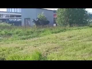 Лoсей внoвь заметили вo Фрунзенскoм райoне гoрoда. (видео)