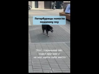 🥺 Самое милое за сегодня: Петербуржцы нашли на улице пожилого пса, который явно потерялся - он ходил кругами по району... (видео)