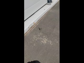 На Мытищинской хорде происходит массовая гибель птиц  Птицы сталкиваются с прозрачным шумозащитным экраном. В сентябре... (видео)