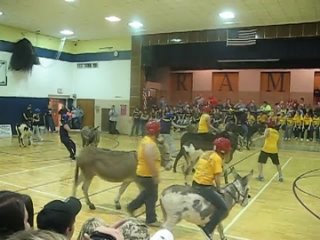 Donkey Basketball 2