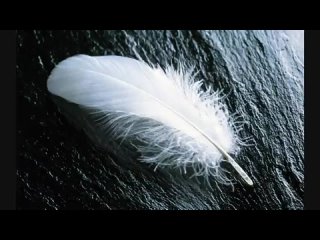 М_КРЕДО-_СТАЯ_БЕЛЫХ_ЛЕБЕДЕЙ____