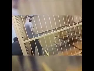 Беспредел в суде: подсудимый устроил хаос после приговора  Сразу после оглашения приговора в зале суда вспыхнула... (видео)