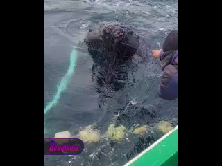 Жители Курильской гряды спасли горбатого кита из рыболовной сети    В районе острова Парамушир, огромный кит угодил в... (видео)