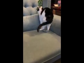 Котик решил отдохнуть, но превратился в котошарик    Надеемся, ему удобно (видео)