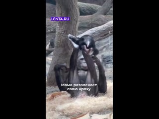 Мама — она и в Африке мама!  #лентадобра@lentaru ... (видео)