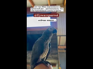 ПРОПАЛ УНИКАЛЬНЫЙ ПОПУГАЙ В КРАСНОЙ ПОЛЯНЕ.  Уже как 2 года местной достопримечательностью Красной Поляны стал попугай... (видео)
