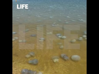 Тысячи медуз обнаружено у берегов Азовского моря. Специалисты отмечают, что это результат тёплой зимы, повышения... (видео)