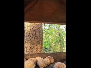 🐿️ В Ростовском ботсаду объявилась бесстрашная белка-воришка, которая методично опустошает ореховые запасы! (видео)