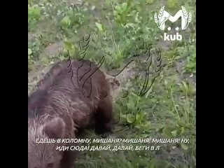 "Миша! Мишаня! Ну иди ко мне!"  Прекрасный монолог на трассе возле села Четвёртая Гунайка в Туапсинском районе. ... (видео)