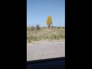Деревья начали желтеть в Ростовской области в июле из-за аномальной жары (видео)