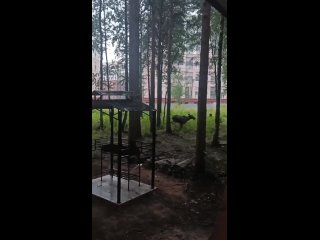 🦌 Малыш-лосёнок отправился на утреннюю пробежку по улицам Мурино. (видео)