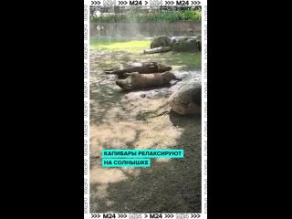 🐾 Среда — маленькая пятница, а у капибар из Московского зоопарка, кажется, это уже настоящая суббота!    Пушистые дают... (видео)
