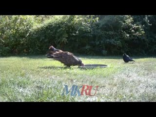 Видео, которое доказывает, что вороны — самые умные птицы    На кадрах видно, как всего одним щипком ворон мастерски... (видео)