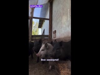 Админ троллит местных украинских специалистов? 🤣 - Анатолий Васнецов