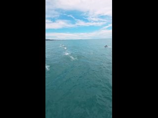 Дельфины устроили настоящее шоу для туристов в Абхазии во время морской прогулки 🐬🐬🐬 (видео)