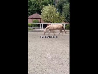 Мне вообще очень нравятся лошади и не важно какой она породы. Лошадь сама по себе великолепное животное.... - Ника Русская