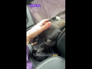 Вот так выглядит такси, которому хочется поставить самую высокую оценку за поездку  #лентадобра@lentaru ... (видео)