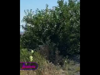 В Геленджике тем временем местные пришли на смотровую площадку, чтобы заценить первый за три года прилетевший самолет  ... (видео)