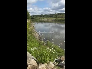 У нас на экологию уже давно забило государство. Вот и сбросы вредных отходов в реку и мор рыбы. Весь крупный бизнес... - Иван Славнов