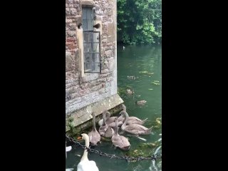 Доброе утро! (видео)