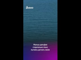 Малыш дельфин старательно плыл, пытаясь догнать своих — финал истории счастливый    Местные заметили, как одинокий... (видео)
