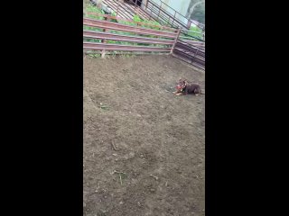 Как собака загоняет овец. (видео)