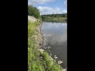 В Исети около ЦПКиО имени Маяковского заметили большое количество мертвой рыбы   "Скорее всего, это естественный замор.... (видео)