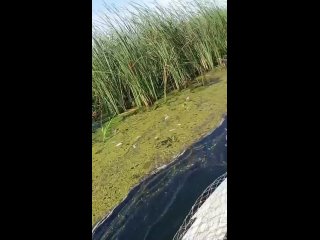 Массовый мор рыбы в реке Сундовик в Лысковском районе.  Местный рыбачок пришел на речку и обомлел — десятки рыбешек... (видео)