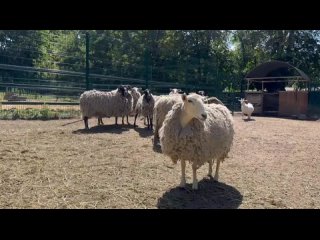 🐏 В Ростовском зоопарке нашли необычный способ помочь животным пережить летний зной — профессиональную стрижку.... (видео)