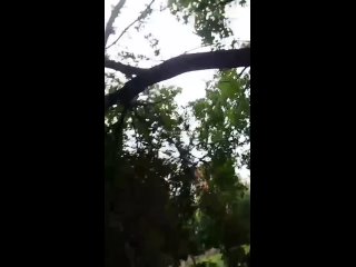 На Красноуральской дерево рухнуло на жилой дом   Теперь в нескольких квартирах разбиты окна. По словам одного из... (видео)