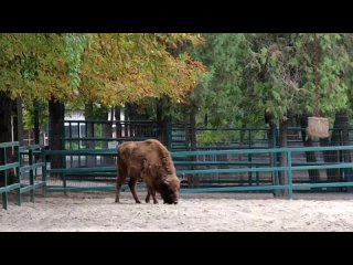 В Ростовском-на-Дону зоопарке значимое событие. Выбирают имя малышу зубренку.   В июне в семье зубров Мужичка и Муланы... (видео)