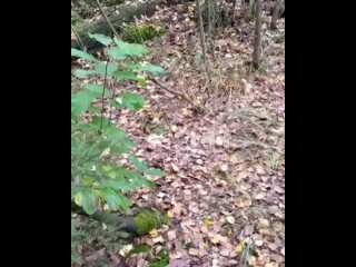 Такой, переросший, шляпка уже вверх загнулась, он уже несъедобен. Такой надо оставить, он даст споры. А это в большом... - Виталий Гришин