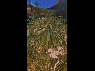 Дорогущий "Лист" торжественно открыли и...забыли  Олеандры в кашпо около моста очень плохо себя чувствуют, совсем... (видео)