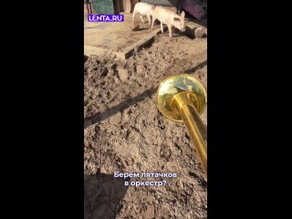 хихлята учатся играть - Максим Зуев