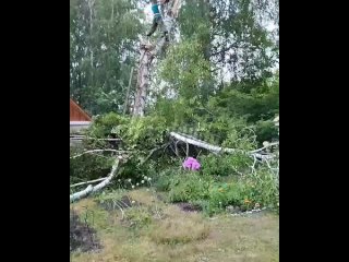 В Уфе береза едва не пришибла мужика, но удача оказалась на стороне лесоруба    В уфимском СНТ «Локомотив» спил старой... (видео)
