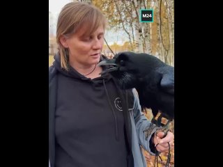 Говорящий ворон Карлуша из Подмосковья стал звездой кино и соцсетей. Он снимается в фильмах, сериалах и телешоу.    Его... (видео)