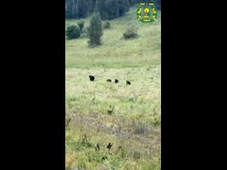 🐻 В Лукояновском районе инспектор Минлесхоза наткнулся на целое семейство мишек — медведица с карапузами стремительно... (видео)