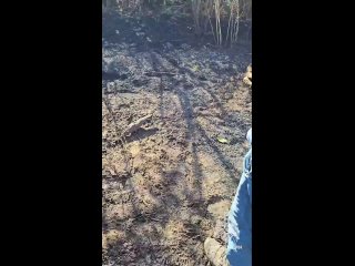 🙏🏻 Сотрудники МЧС спасли ястреба и черепаху во время тушения пожара в Новоазовском районе    В этом году в ДНР... (видео)