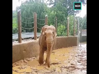 Выходные – отличный повод заняться любимым делом 😂    Так что бросайте завидовать этому красавцу и скорее беритесь за... (видео)