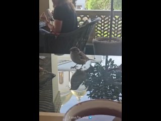 Подписчица отдыхала на веранде, и тут к ней прилетели воробушки-попрошайки, которые решили составить ей компанию.  ❤️ –... (видео)