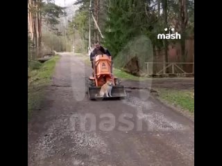 🐶 «Это фиаско, братан»: знаменитый сиба-ину Стив посетил ветеринаров  Звезда мемов из Пятигорска отправился на... (видео)