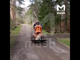 🐶 «Это фиаско, братан»: легендарный сиба-ину Стив попал к ветеринарам  Звезда мема из Пятигорска отправился на... (видео)