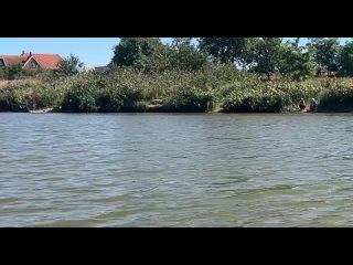 🐬 Черноморская афалина уже почти неделю обитает в речке в ст. Бриньковская Приморско-Ахтарского района   Местные... (видео)
