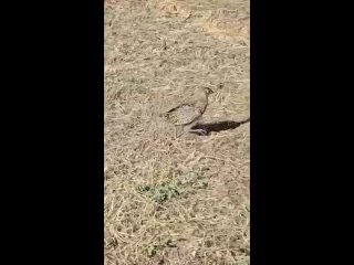 В охотхозяйстве «Утиный остров» Пролетарского района состоялся выпуск 500 молодых фазанов.    Основная цель акции —... (видео)