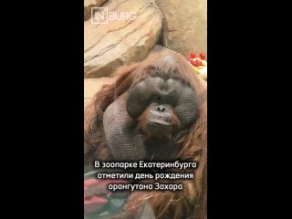 Сегодня свой день рождения отпраздновал самый харизматичный обитатель Екатеринбургского зоопарка — орангутанг Захар. (видео)