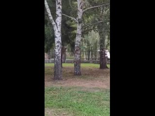 Это — самое клёвое видео за сегодня, которое вы увидите! Инфа — сотка.  В парке «Швейцария» белки собрались на тусовку... (видео)