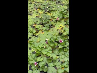 Цветения на озере Кабан (видео)